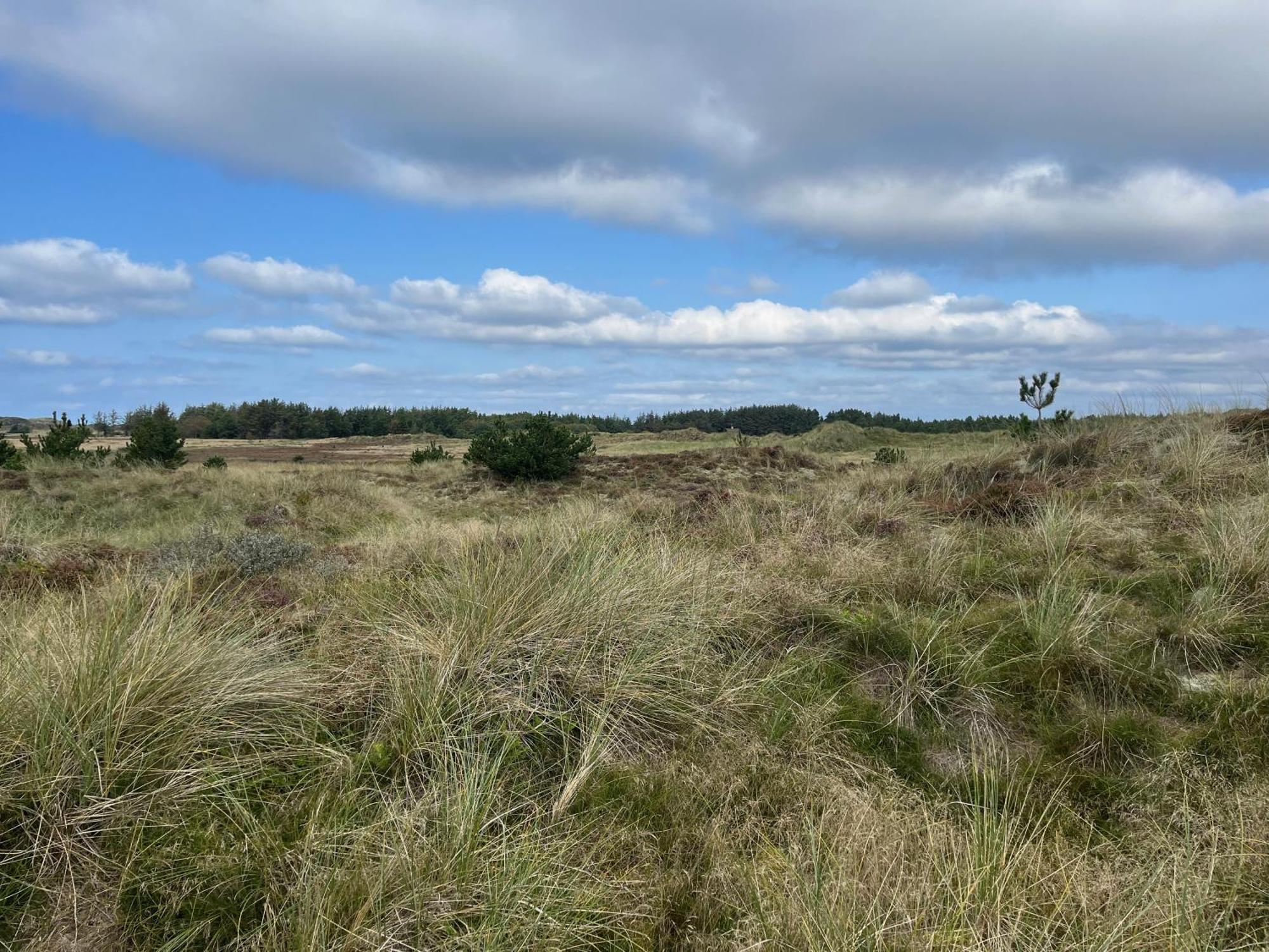 The Beach Farm - Charm, Beach And Stunning Nature Bedsted Thy Zewnętrze zdjęcie